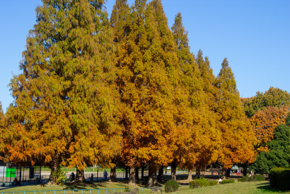 庄内緑地公園、メタセコイア、紅葉、11月秋、名古屋市西区の観光・撮影スポットの画像と写真