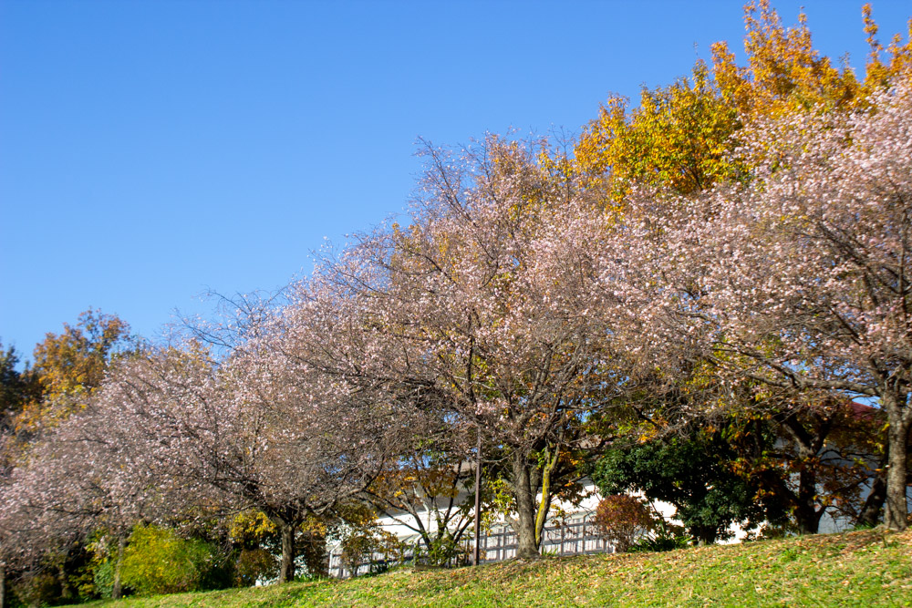 庄内緑地公園、寒桜、11月秋、名古屋市西区の観光・撮影スポットの画像と写真