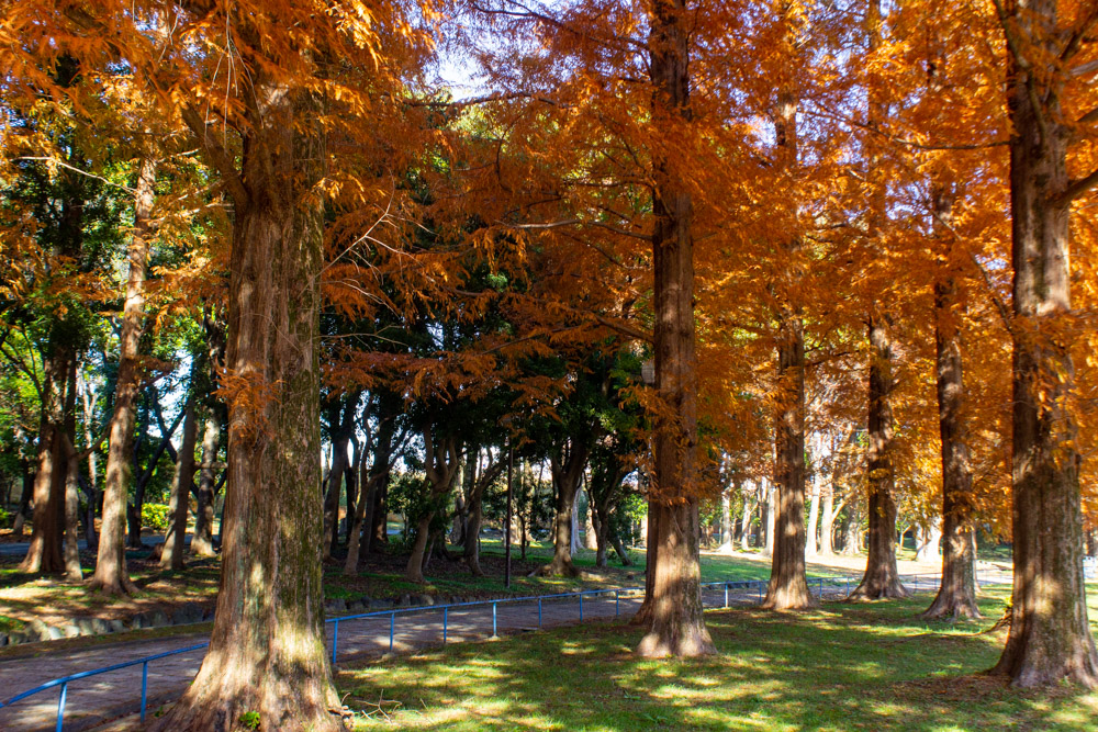 庄内緑地公園、メタセコイア、紅葉、11月秋、名古屋市西区の観光・撮影スポットの画像と写真