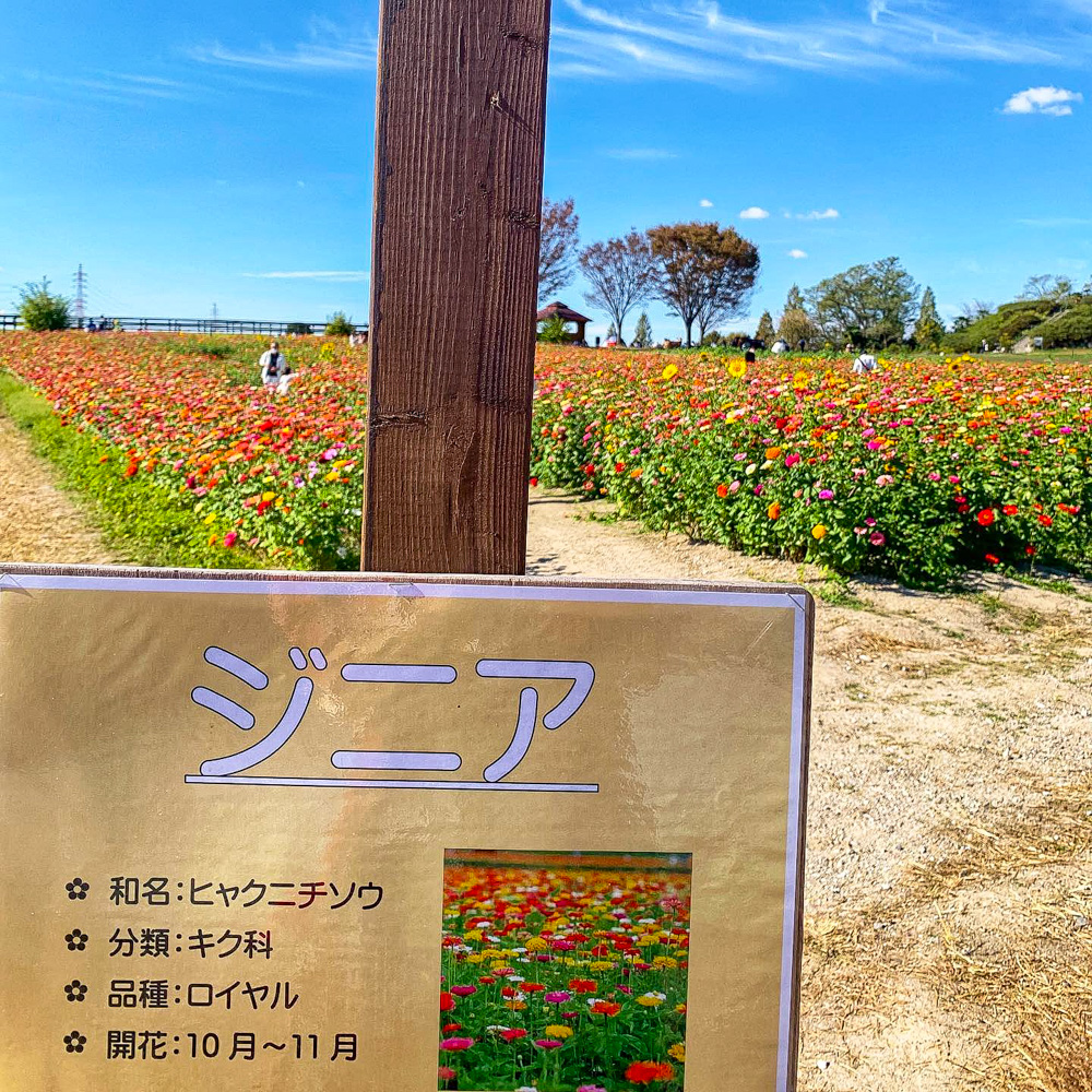 愛知牧場、ジニア、10月の秋の花、愛知県日進市の観光・撮影スポットの画像と写真