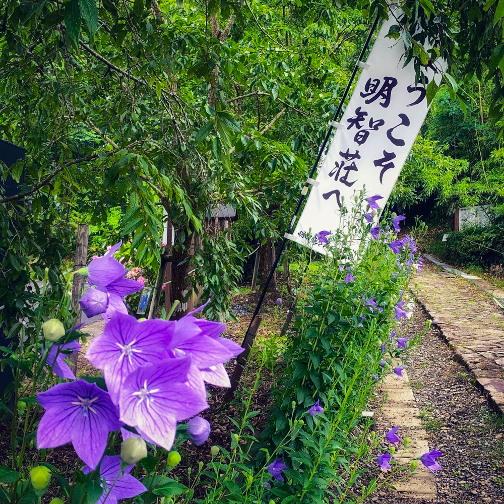 明智城跡 、桔梗（ききょう）6月夏の花、岐阜県可児市の観光・撮影スポットの名所