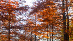 春日井都市緑化植物園、ラクウショウ、紅葉、11月秋、愛知県春日井市の観光・撮影スポットの名所