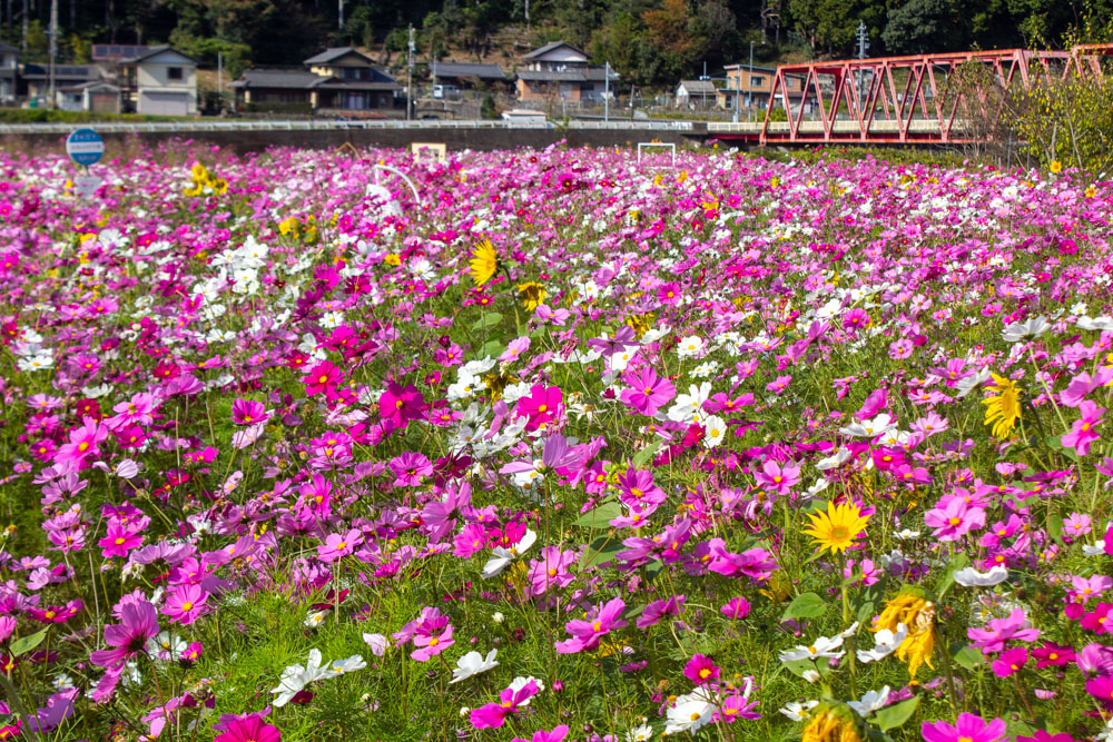 洲原ひまわりの里、コスモス、10月秋の花、岐阜県美濃市の観光・撮影スポットの画像と写真