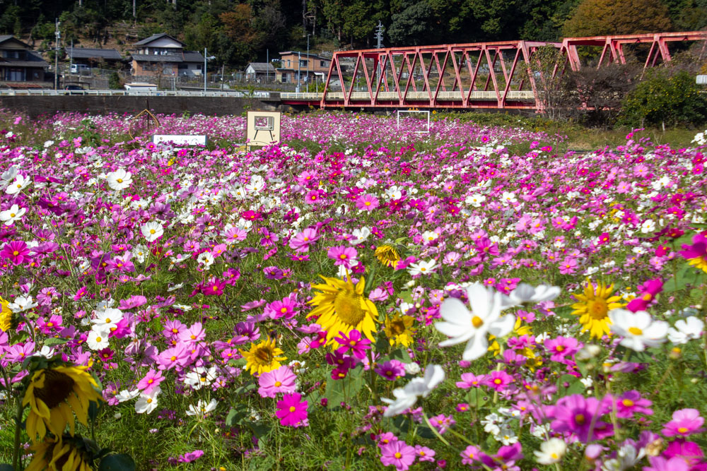 洲原ひまわりの里、コスモス、10月秋の花、岐阜県美濃市の観光・撮影スポットの画像と写真