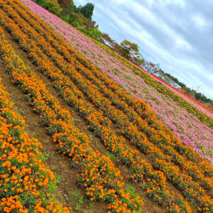 牧歌の里、11月秋の花、岐阜県郡上市の観光・撮影スポットの名所
