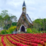 牧歌の里、11月秋の花、岐阜県郡上市の観光・撮影スポットの名所