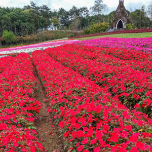 牧歌の里、11月秋の花、岐阜県郡上市の観光・撮影スポットの名所