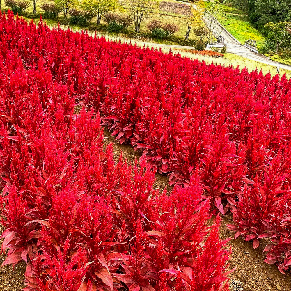 牧歌の里、11月秋の花、岐阜県郡上市の観光・撮影スポットの名所