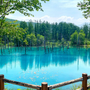 白金青い池、7月夏、北海道上川郡美瑛町の観光・撮影スポットの名所