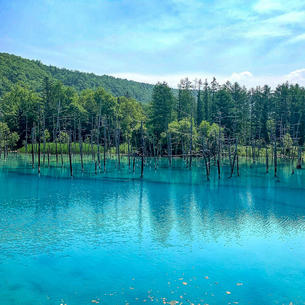 白金青い池、7月夏、北海道上川郡美瑛町の観光・撮影スポットの名所