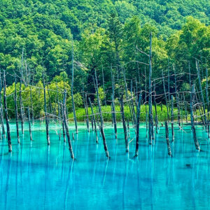 白金青い池、7月夏、北海道上川郡美瑛町の観光・撮影スポットの名所