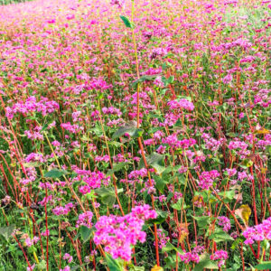 福地いろどり村、赤そば、高嶺ルビー、秋、2021年10月岐阜県加茂郡の観光・撮影スポットの名所