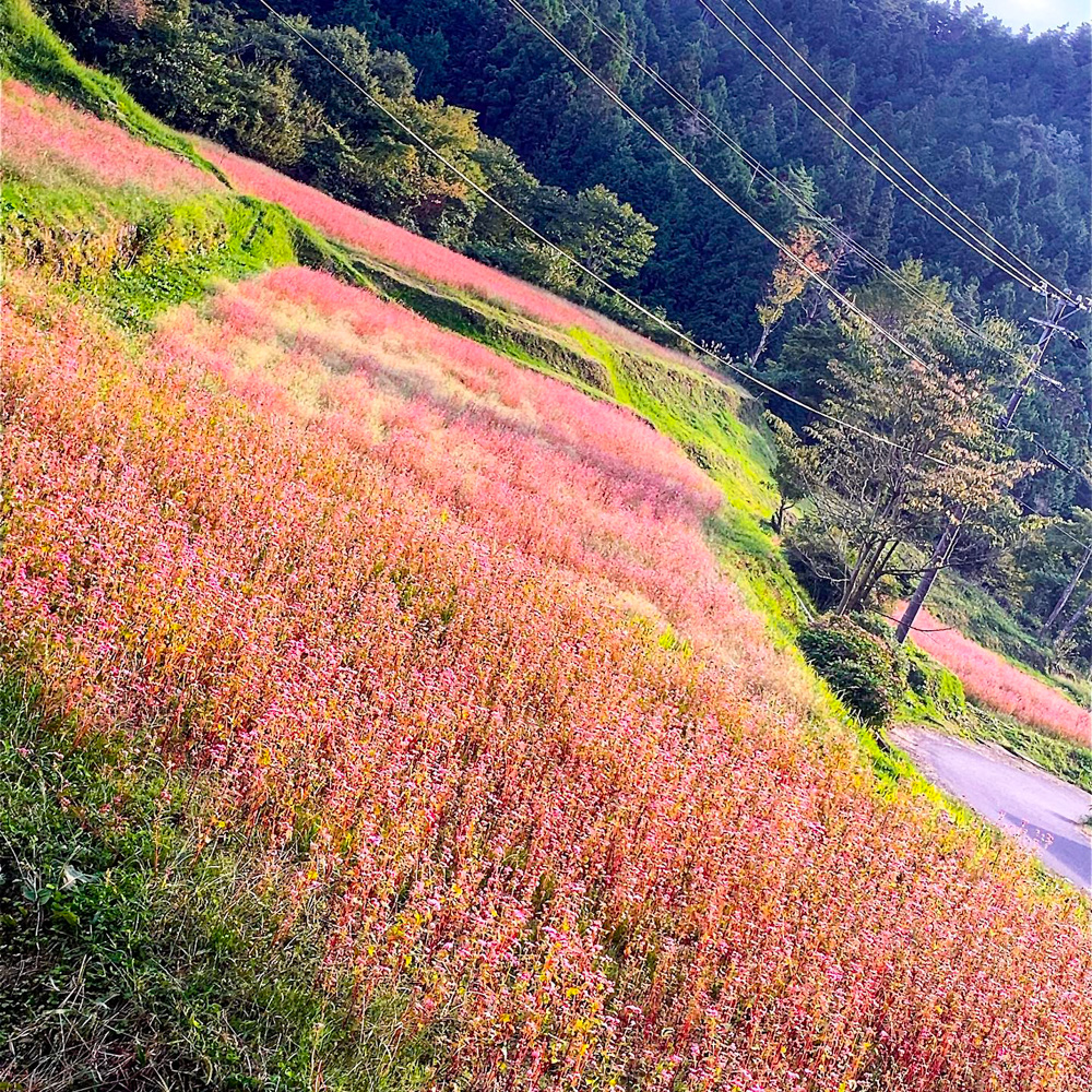 福地いろどり村、赤そば、高嶺ルビー、秋、2021年10月岐阜県加茂郡の観光・撮影スポットの名所