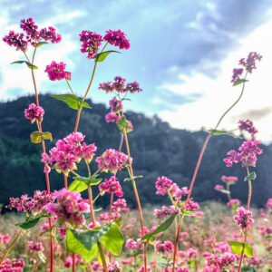 福地いろどり村、赤そば、高嶺ルビー、秋、2021年10月岐阜県加茂郡の観光・撮影スポットの名所