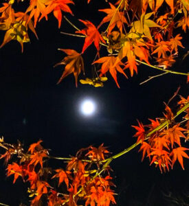 穴弘法、紅葉、ライトアップ、11月秋、岐阜県土岐市の観光・撮影スポットの画像と写真