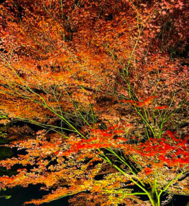 穴弘法、紅葉、ライトアップ、11月秋、岐阜県土岐市の観光・撮影スポットの画像と写真
