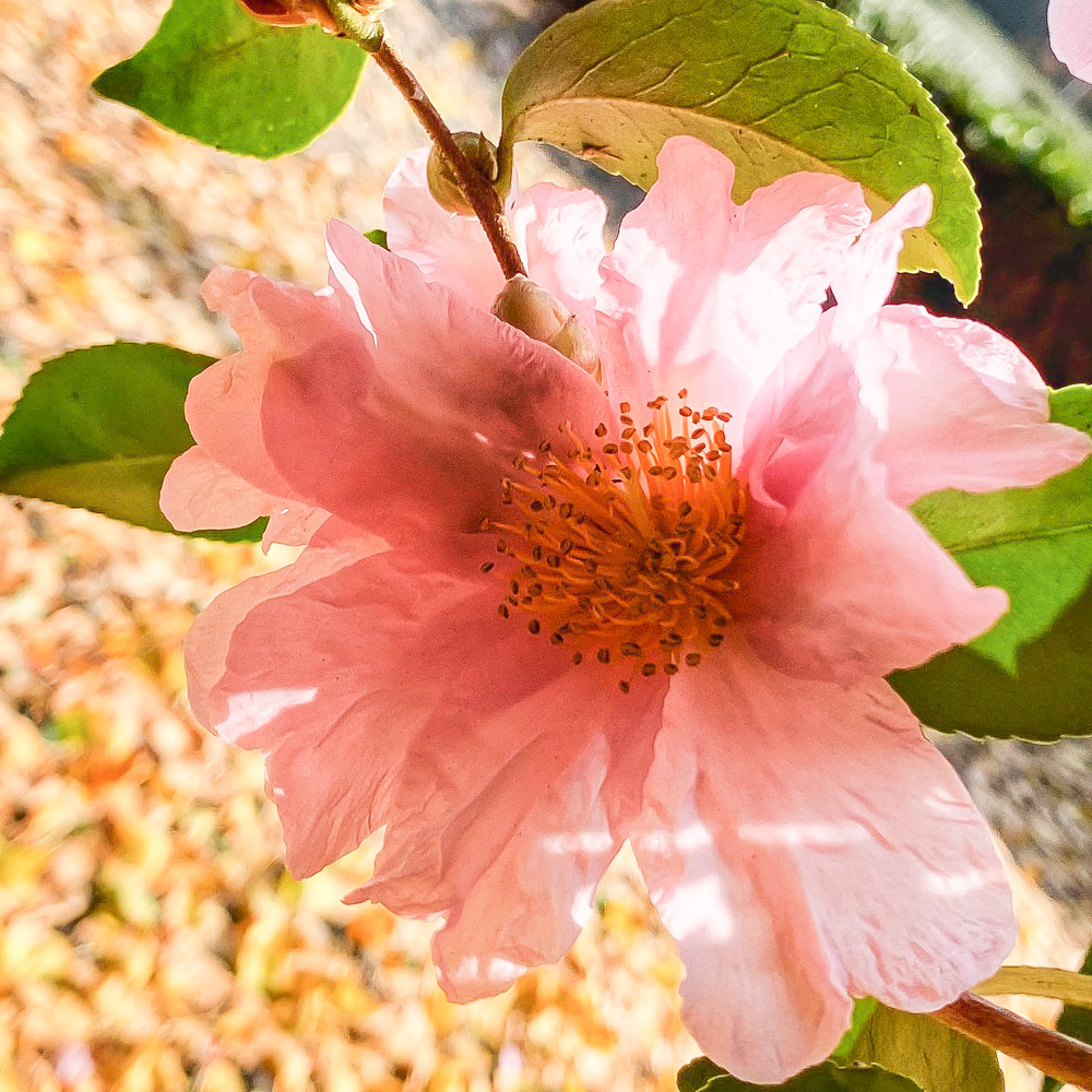 粥見（かゆみ）のサザンカ、冬の花、2021年11月、三重県松阪市の観光・撮影スポットの名所