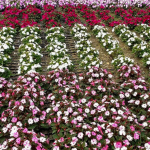 茶臼山高原、サンパチェニス、8月夏の花、愛知県愛知県北設楽郡の観光・撮影スポットの名所