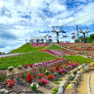 茶臼山高原、サンパチェニス、8月夏の花、愛知県愛知県北設楽郡の観光・撮影スポットの名所