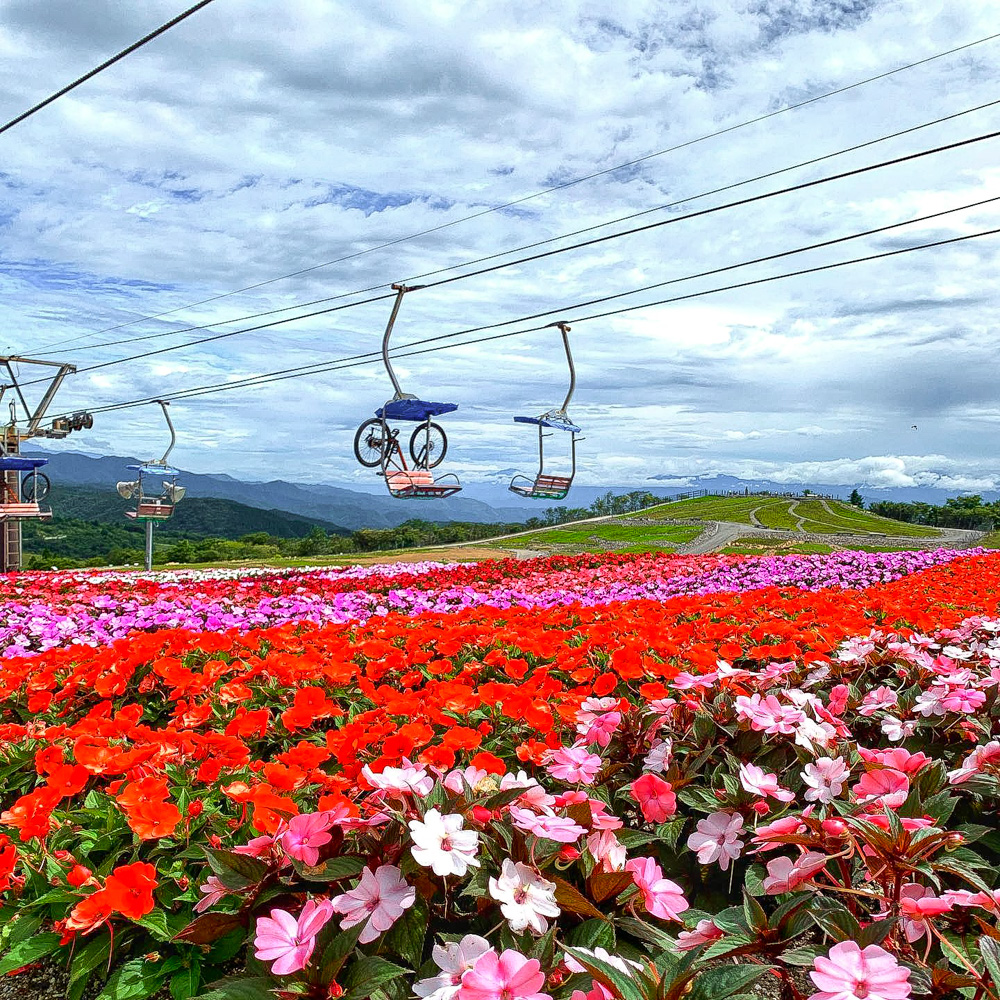 茶臼山高原、サンパチェニス、8月夏の花、愛知県愛知県北設楽郡の観光・撮影スポットの名所