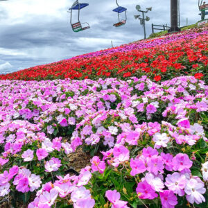茶臼山高原、サンパチェニス、8月夏の花、愛知県愛知県北設楽郡の観光・撮影スポットの名所