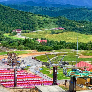 茶臼山高原、サンパチェニス、8月夏の花、愛知県愛知県北設楽郡の観光・撮影スポットの名所