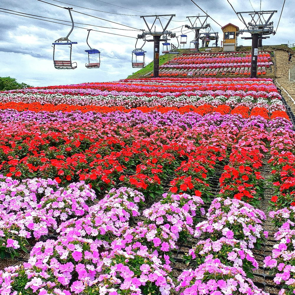 茶臼山高原、サンパチェニス、8月夏の花、愛知県愛知県北設楽郡の観光・撮影スポットの名所