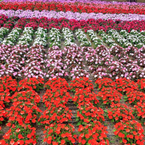 茶臼山高原、サンパチェニス、8月夏の花、愛知県愛知県北設楽郡の観光・撮影スポットの名所