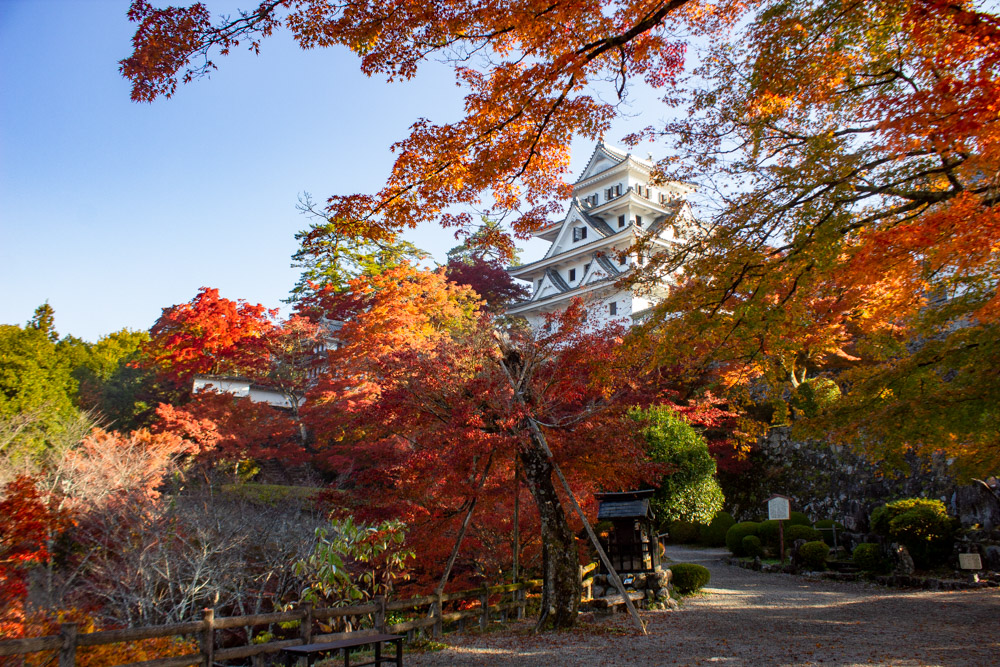 郡上八幡城、紅葉、11月秋、岐阜県郡上市の観光・撮影スポットの画像と写真