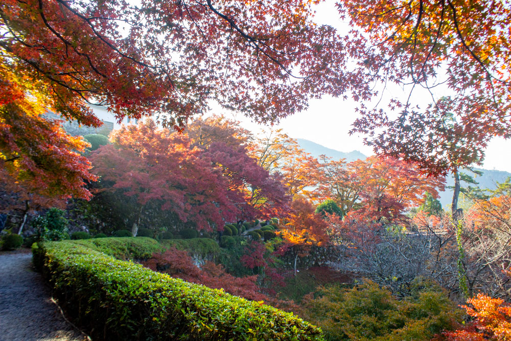 郡上八幡城、紅葉、11月秋、岐阜県郡上市の観光・撮影スポットの画像と写真