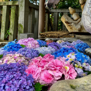 酒見神社、花手水舎、あじさい、6月夏、愛知県一宮市の観光・撮影スポットの名所