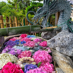 酒見神社、花手水舎、あじさい、6月夏、愛知県一宮市の観光・撮影スポットの名所