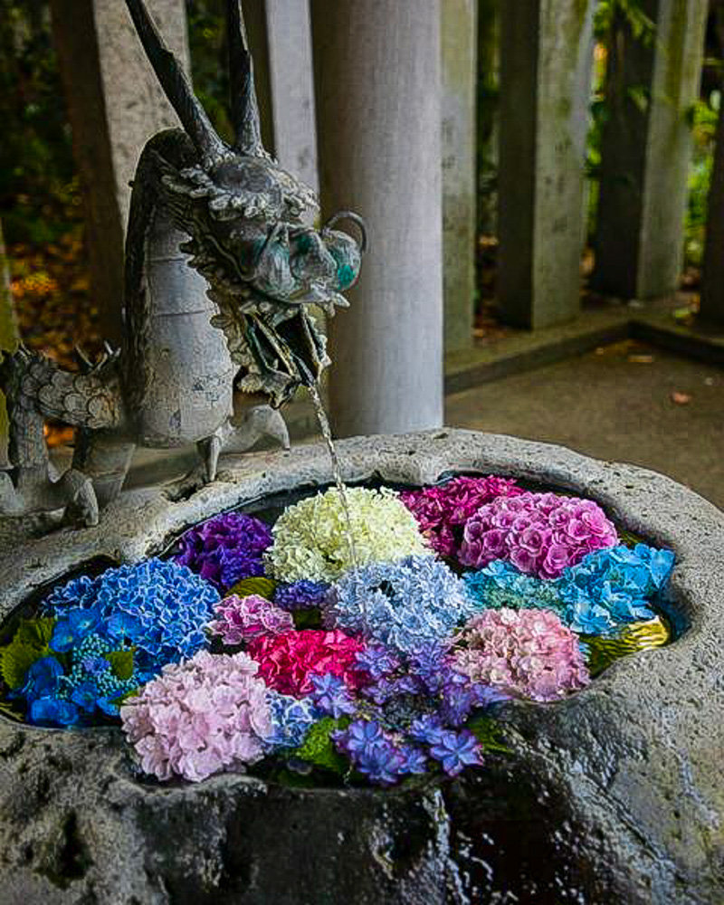 酒見神社、花手水舎、あじさい、6月夏、愛知県一宮市の観光・撮影スポットの名所