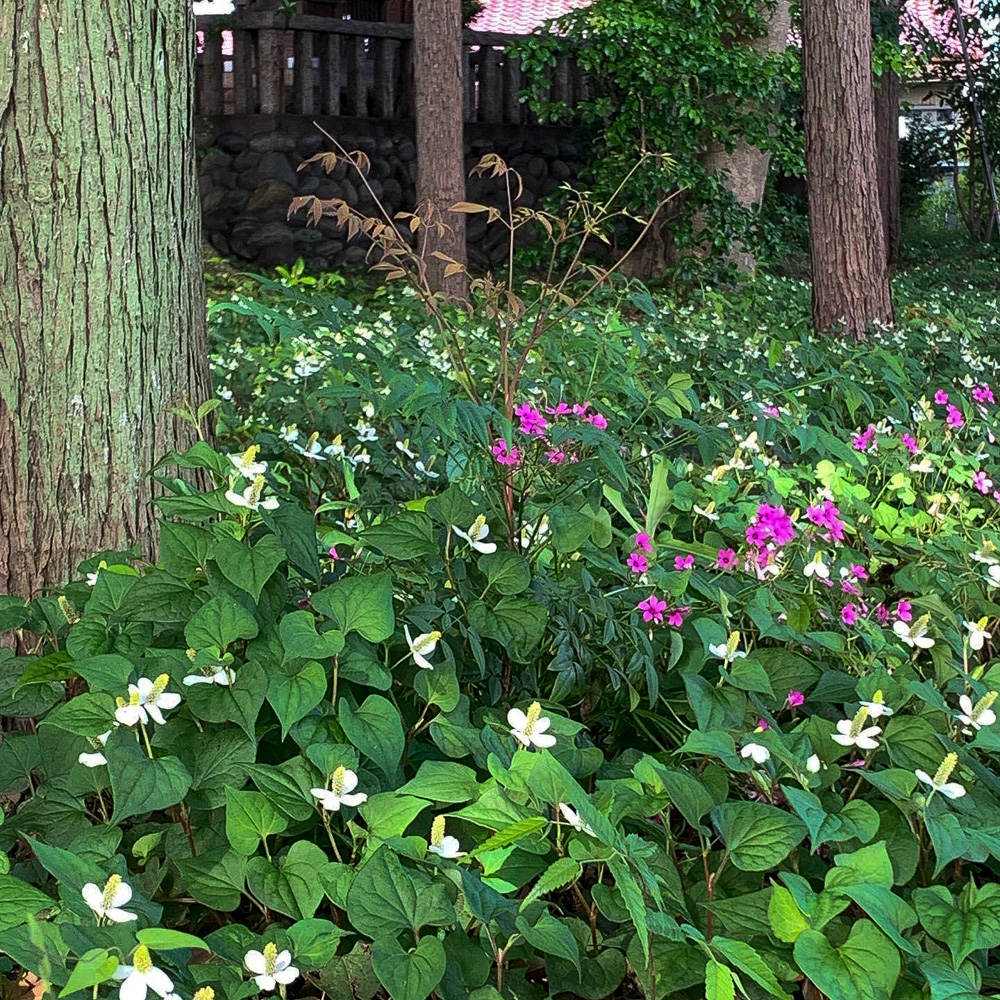 酒見神社、6月夏、愛知県一宮市の観光・撮影スポットの名所