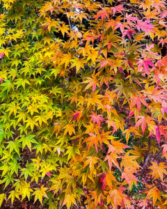 長寿寺 、紅葉、11月秋、滋賀県湖南市の観光・撮影スポットの名所