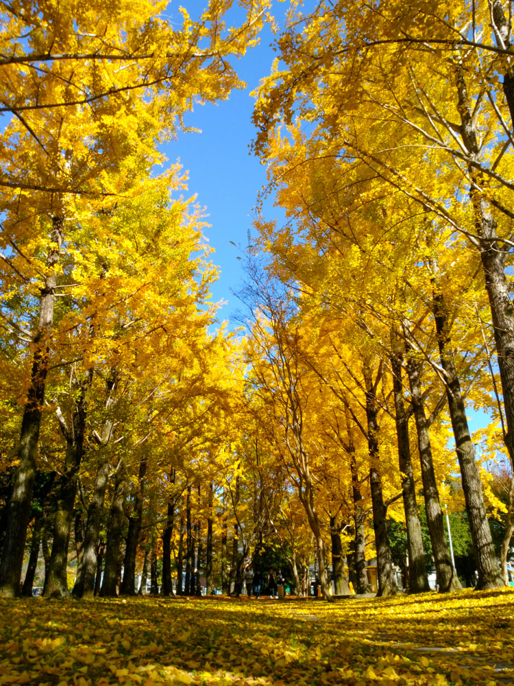 雄日ケ丘公園、イチョウ、紅葉、黄葉、11月秋、岐阜県岐阜市の観光・撮影スポットの画像と写真