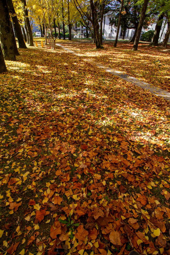 雄日ケ丘公園、イチョウ、紅葉、黄葉、11月秋、岐阜県岐阜市の観光・撮影スポットの画像と写真