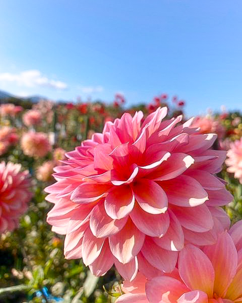 kimotoダリア園 、10月秋の花、三重県いなべ市の観光・撮影スポットの名所