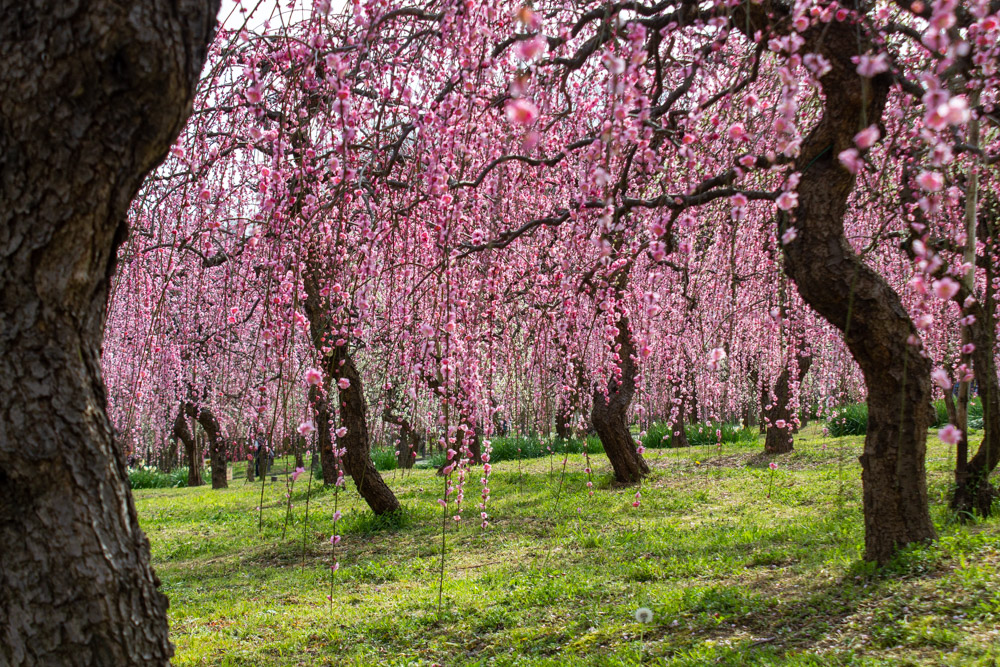 名古屋市農業センターdelaふぁーむ、梅の花、2月の春の花、名古屋市昭和区の観光・撮影スポットの名所
