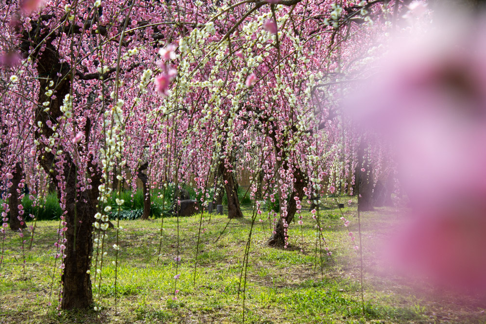 名古屋市農業センターdelaふぁーむ、梅の花、2月の春の花、名古屋市昭和区の観光・撮影スポットの名所