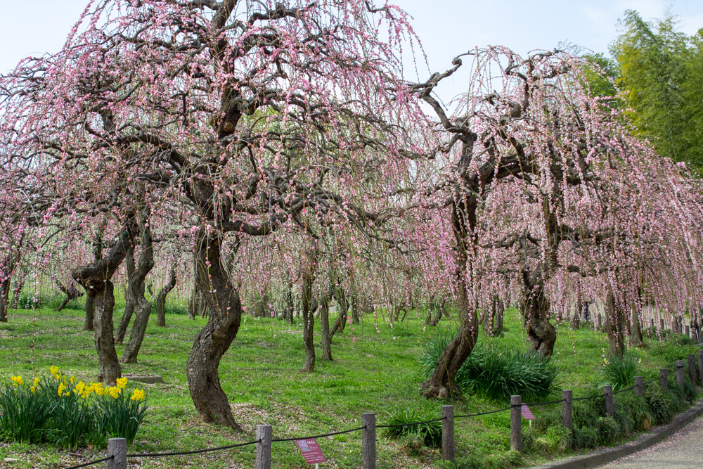 名古屋市農業センターdelaふぁーむ、梅の花、2月の春の花、名古屋市昭和区の観光・撮影スポットの名所