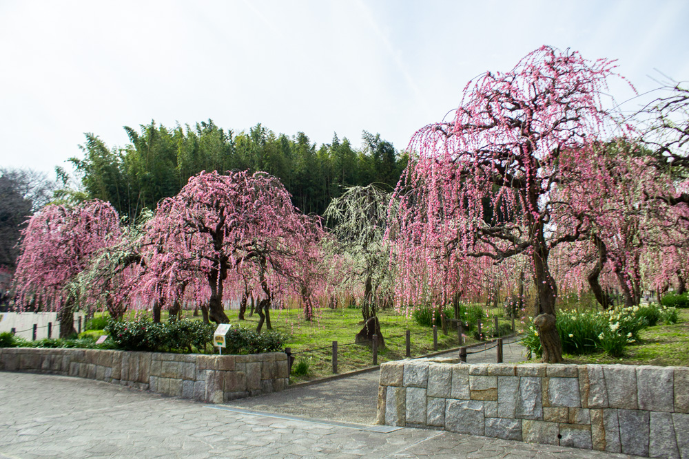 名古屋市農業センターdelaふぁーむ、梅の花、2月の春の花、名古屋市昭和区の観光・撮影スポットの名所
