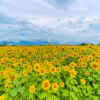 マルホ農園、ひまわり、6月の夏の花、三重県四日市市の観光・撮影スポットの名所