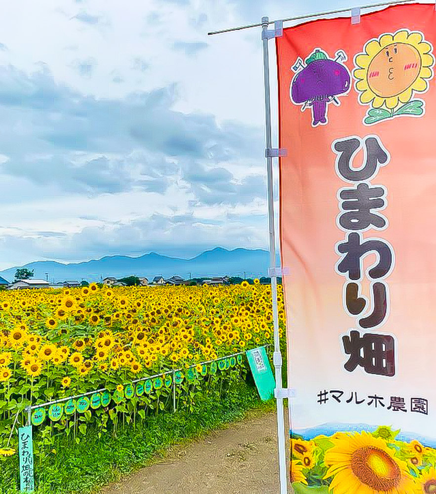 マルホ農園、ひまわり、6月の夏の花、三重県四日市市の観光・撮影スポットの名所