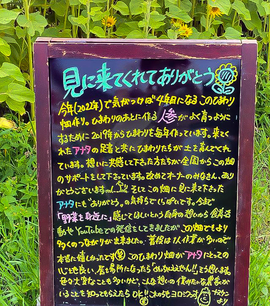 マルホ農園、ひまわり、6月の夏の花、三重県四日市市の観光・撮影スポットの名所