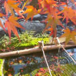 六華苑、紅葉、花手水、11月秋、三重県桑名市の観光・撮影スポットの画像と写真