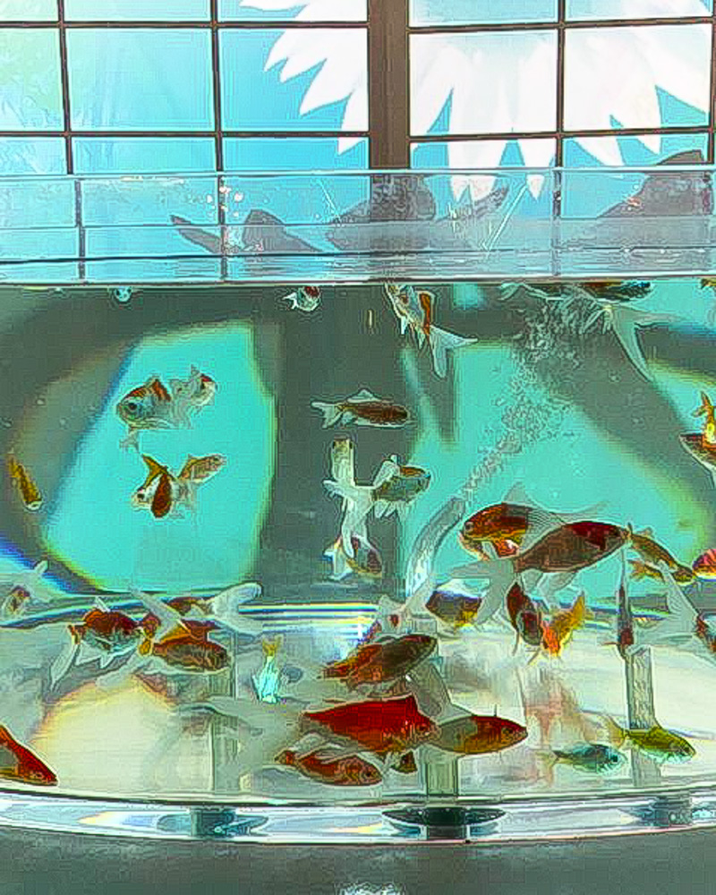 金魚ミュージアム、テーマパーク、博物館、2021年10月、奈良県奈良市の観光・撮影スポットの名所