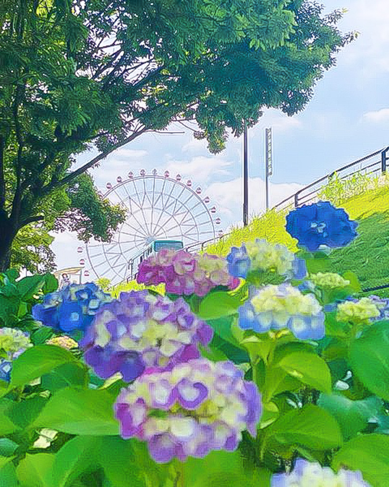岩ヶ池公園 、あじさい、6月夏の花、愛知県刈谷市の観光・撮影スポットの名所