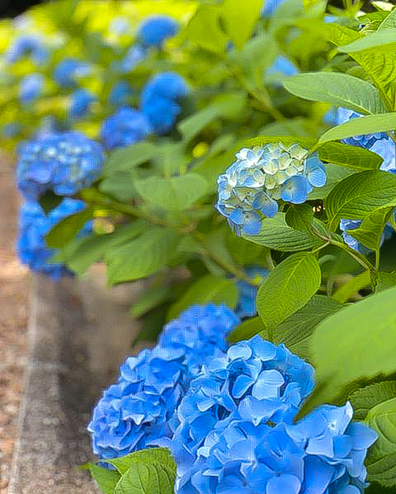岩ヶ池公園 、あじさい、6月夏の花、愛知県刈谷市の観光・撮影スポットの名所