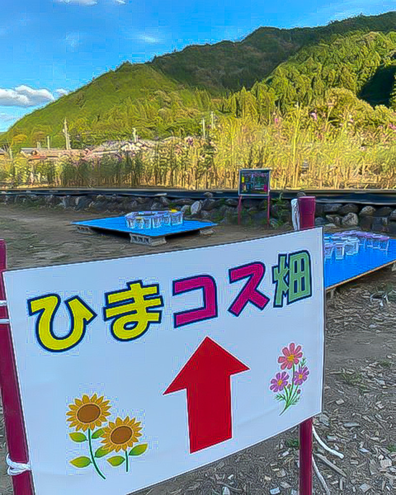 洲原ひまわりの里、コスモス、10月秋の花、岐阜県美濃市の観光・撮影スポットの画像と写真